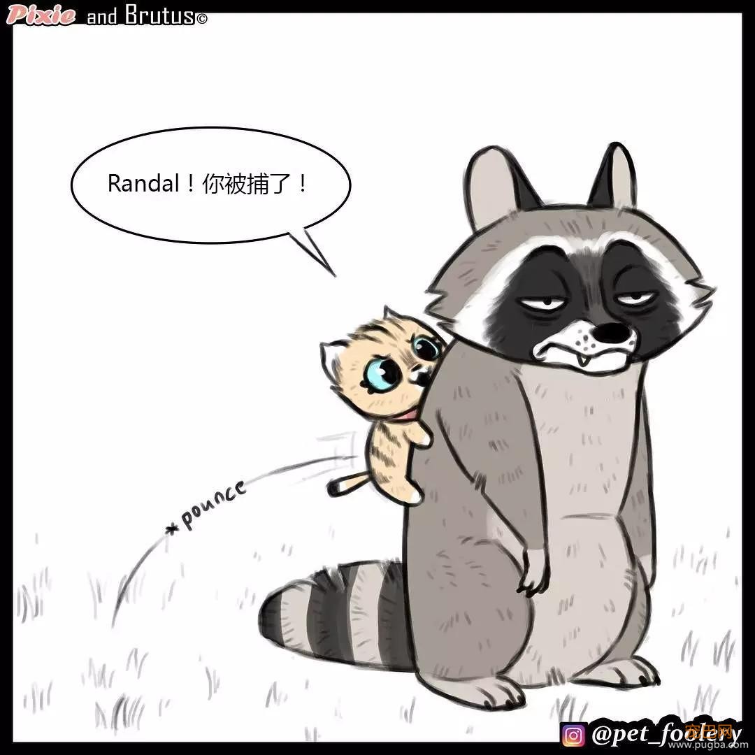 退役军犬和大眼萌猫的故事，续集来了！-29.jpg