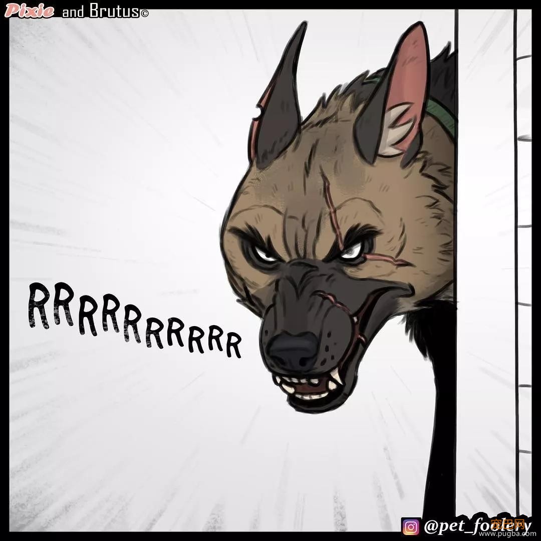 退役军犬和大眼萌猫的故事，续集来了！-31.jpg