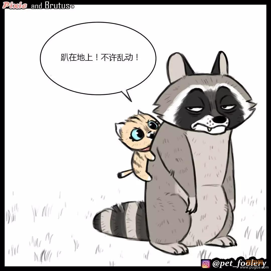 退役军犬和大眼萌猫的故事，续集来了！-30.jpg