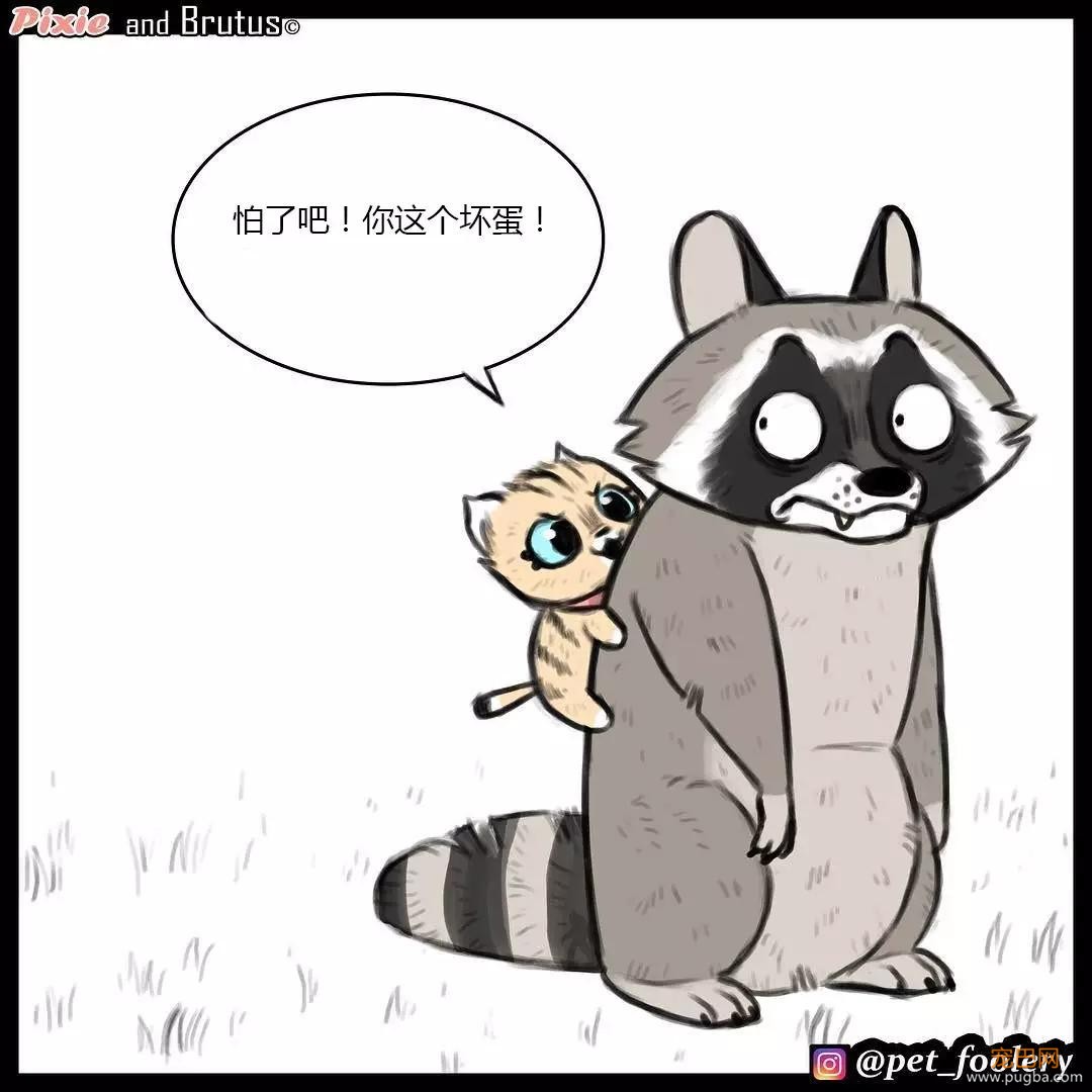 退役军犬和大眼萌猫的故事，续集来了！-32.jpg