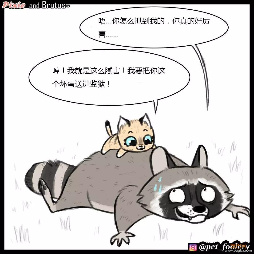 退役军犬和大眼萌猫的故事，续集来了！-33.jpg