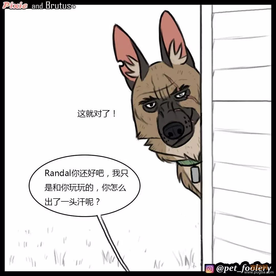 退役军犬和大眼萌猫的故事，续集来了！-34.jpg