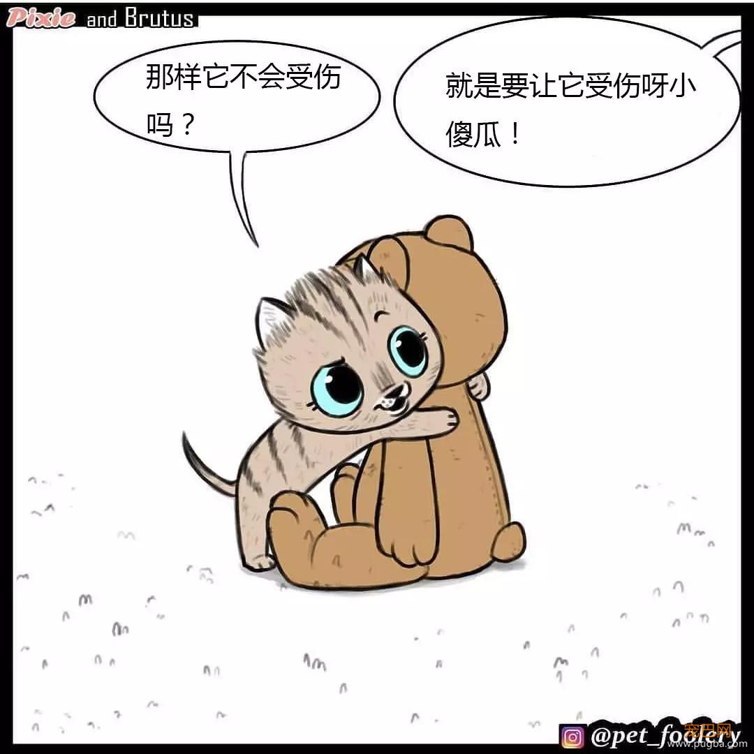 退役军犬和大眼萌猫的故事，续集来了！-41.jpg
