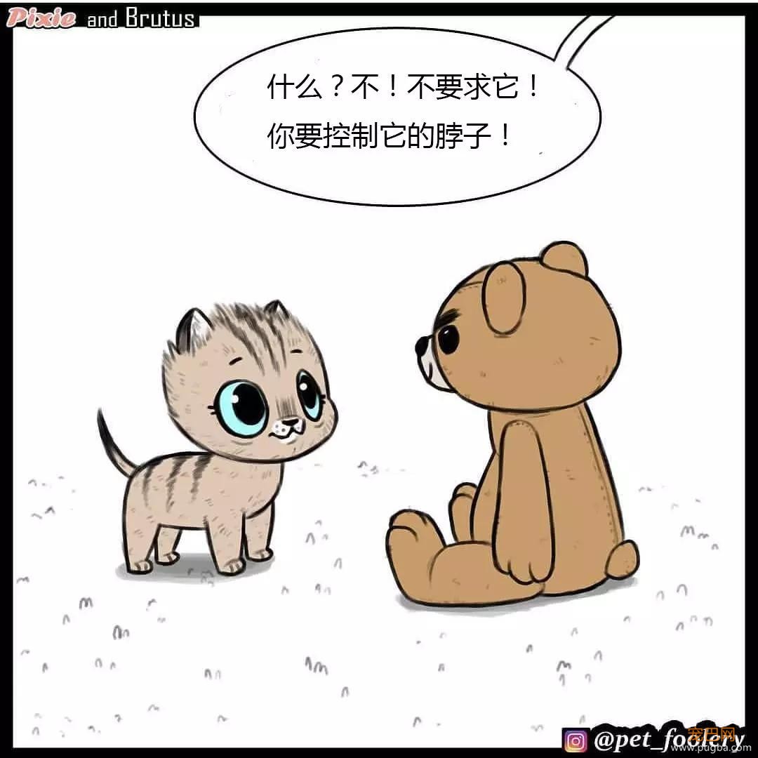 退役军犬和大眼萌猫的故事，续集来了！-39.jpg