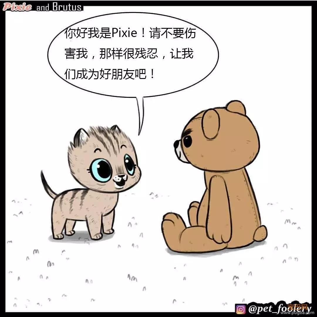 退役军犬和大眼萌猫的故事，续集来了！-38.jpg