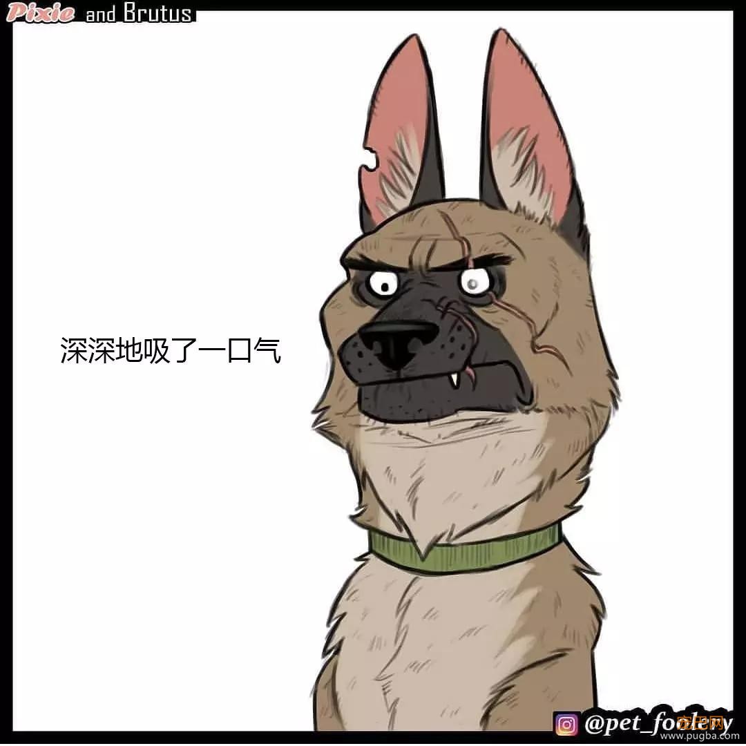退役军犬和大眼萌猫的故事，续集来了！-43.jpg