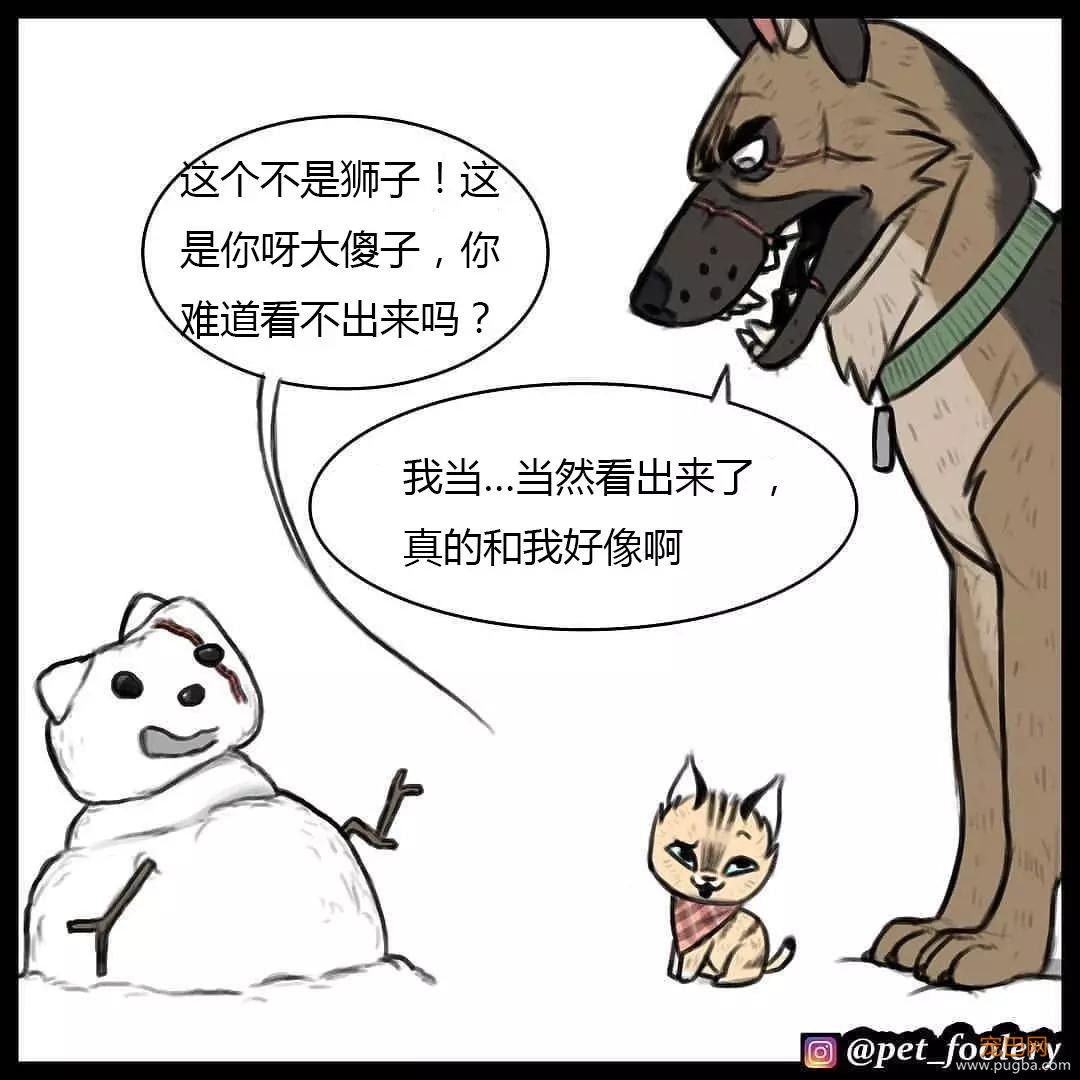 退役军犬和大眼萌猫的故事，续集来了！-49.jpg
