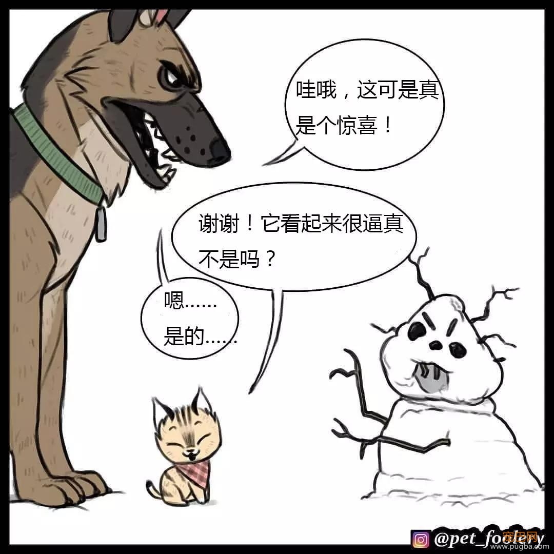 退役军犬和大眼萌猫的故事，续集来了！-47.jpg