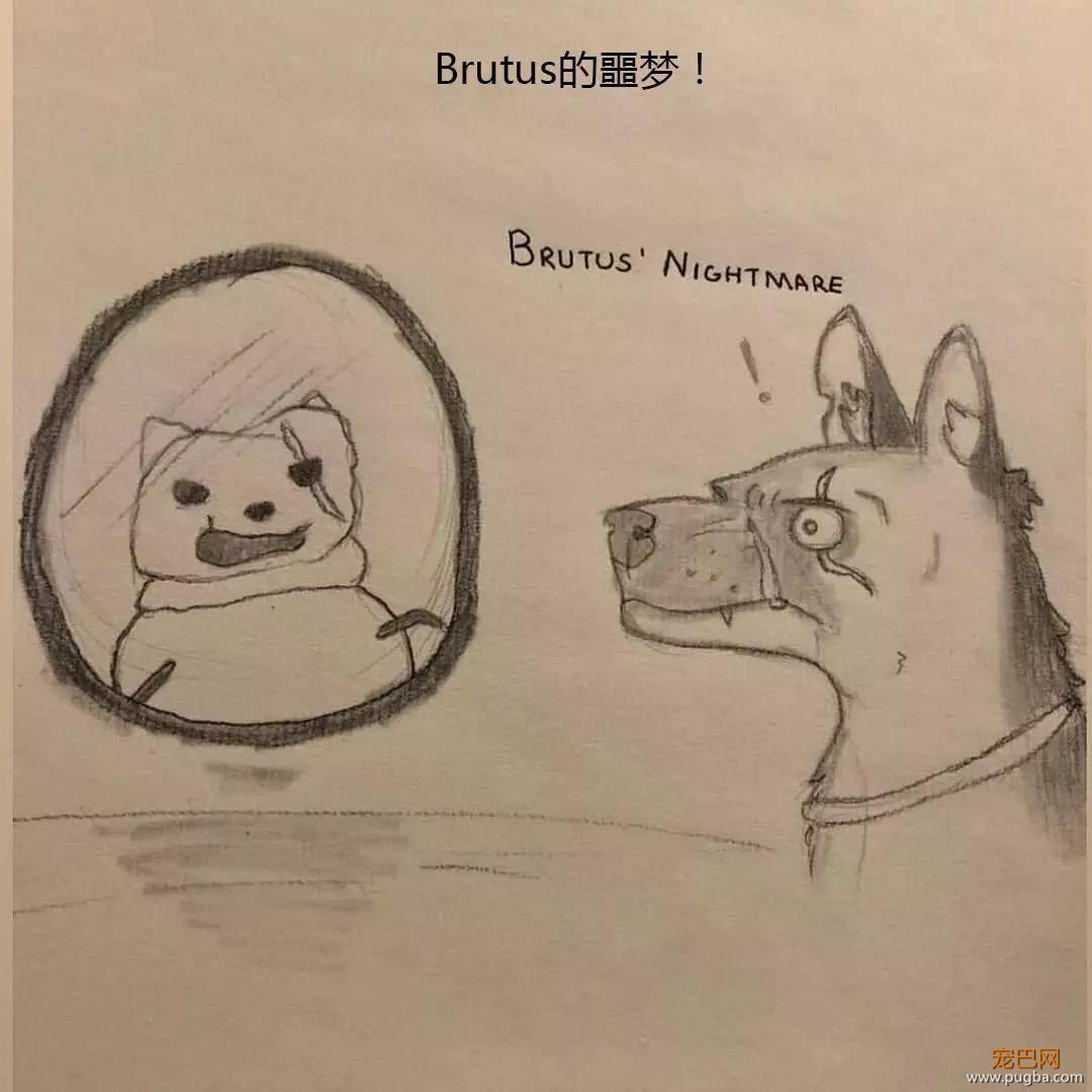 退役军犬和大眼萌猫的故事，续集来了！-51.jpg