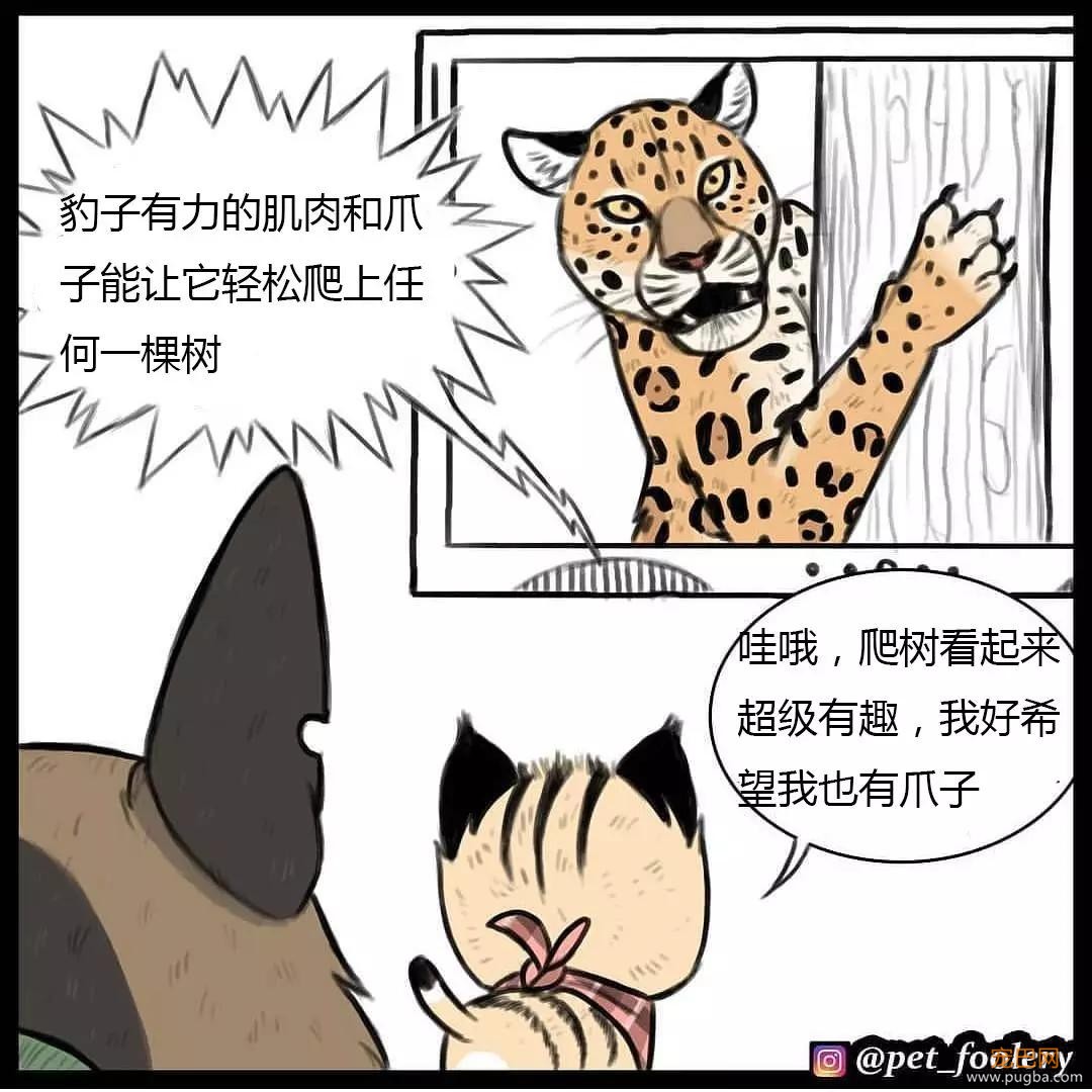 退役军犬和大眼萌猫的故事，续集来了！-53.jpg