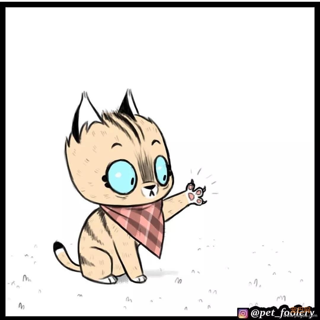 退役军犬和大眼萌猫的故事，续集来了！-56.jpg