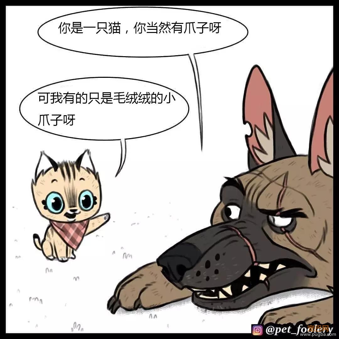 退役军犬和大眼萌猫的故事，续集来了！-54.jpg