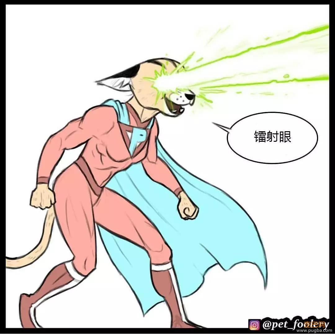 退役军犬和大眼萌猫的故事，续集来了！-63.jpg
