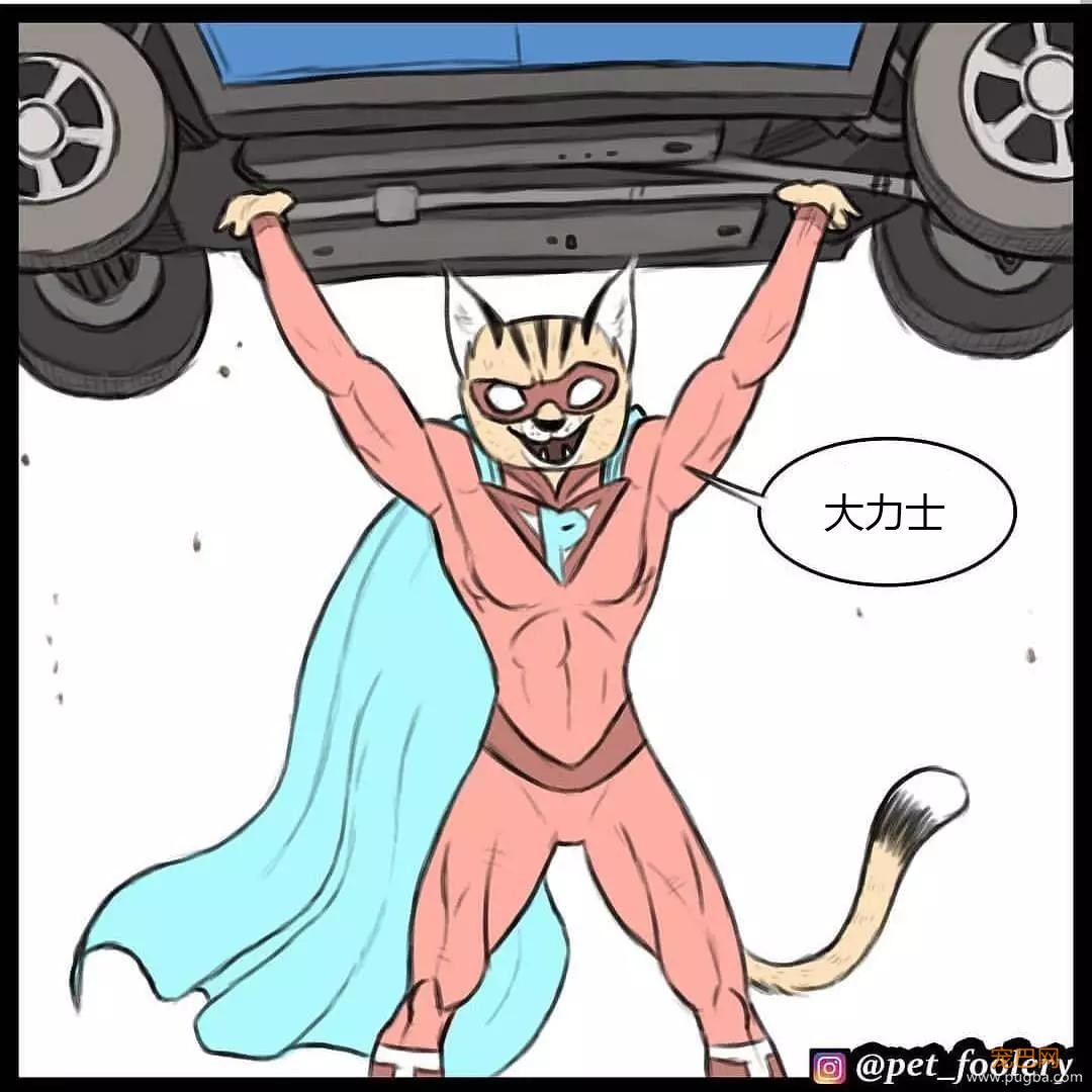 退役军犬和大眼萌猫的故事，续集来了！-61.jpg