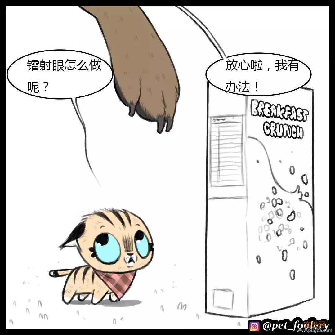 退役军犬和大眼萌猫的故事，续集来了！-65.jpg