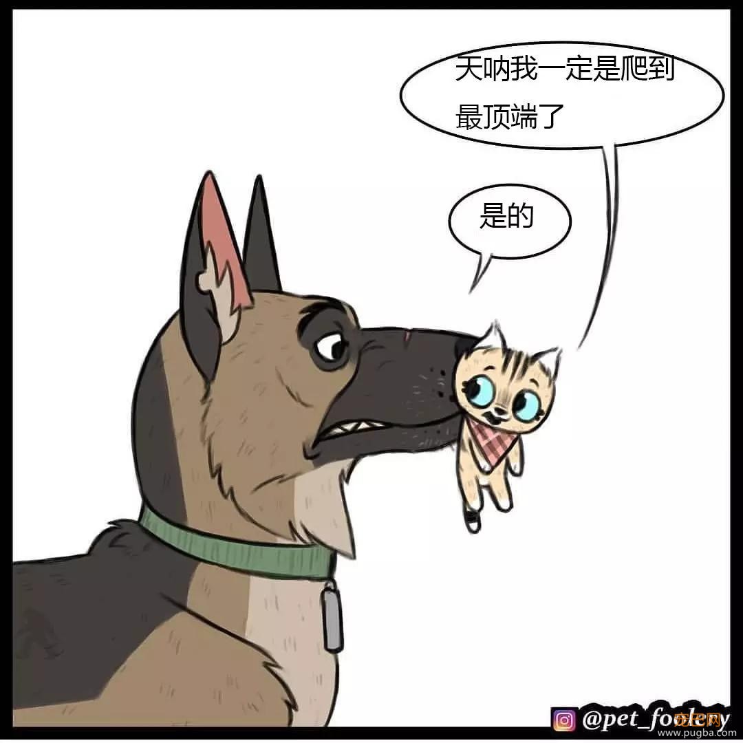 退役军犬和大眼萌猫的故事，续集来了！-72.jpg