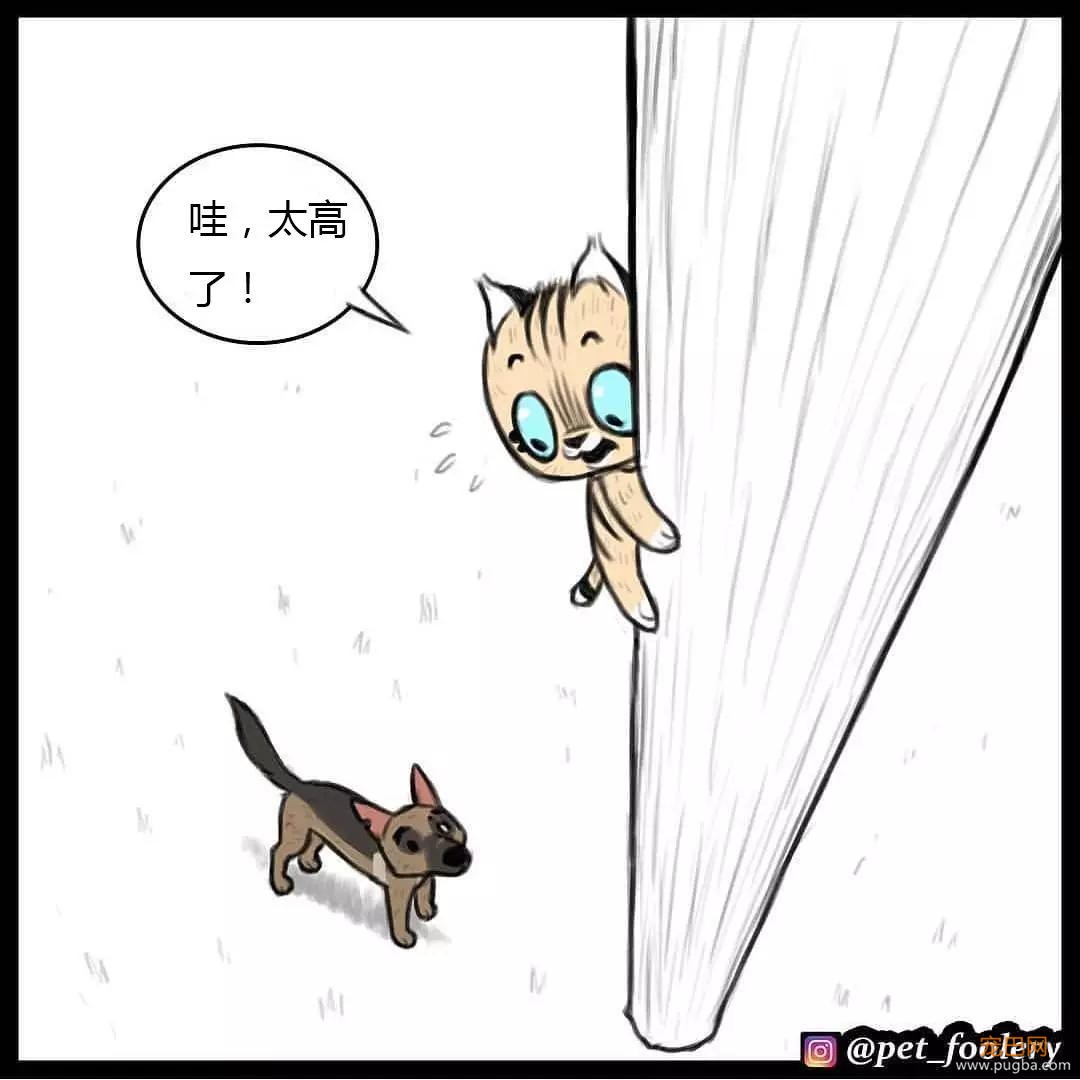 退役军犬和大眼萌猫的故事，续集来了！-70.jpg
