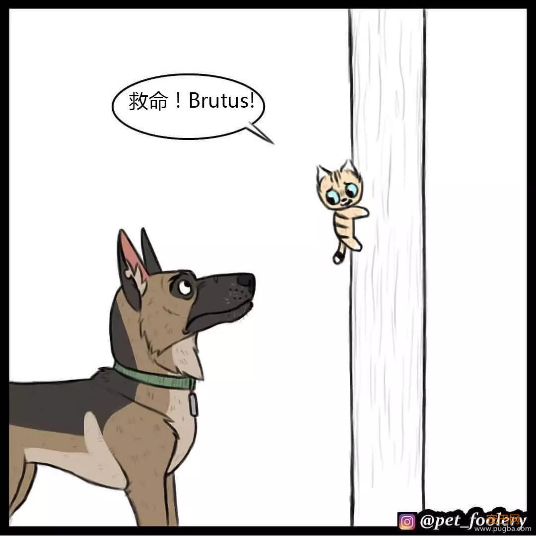 退役军犬和大眼萌猫的故事，续集来了！-71.jpg