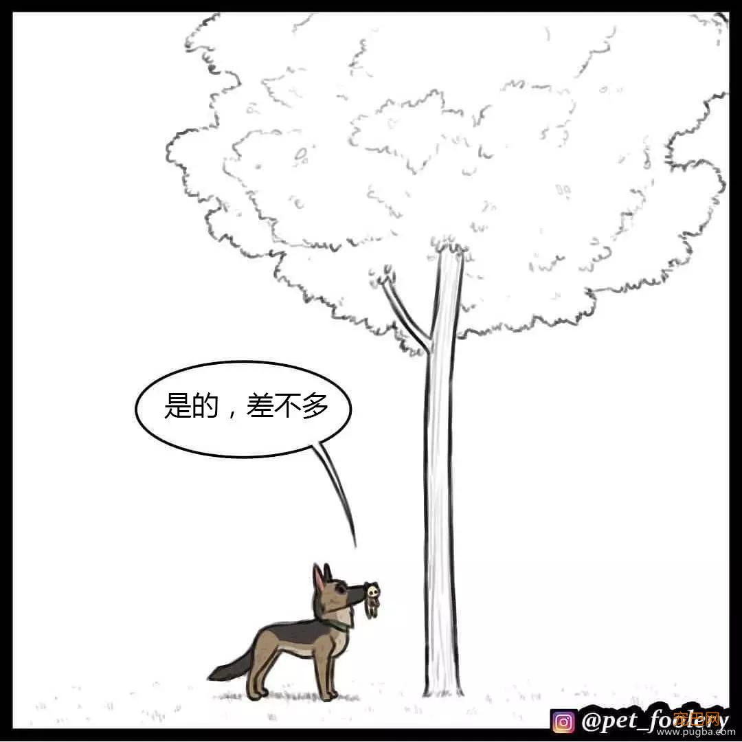 退役军犬和大眼萌猫的故事，续集来了！-73.jpg