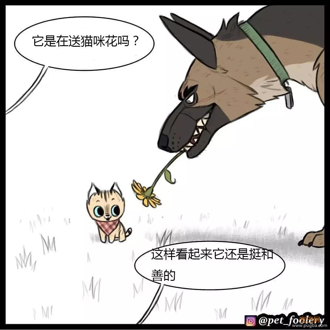 退役军犬和大眼萌猫的故事，续集来了！-76.jpg
