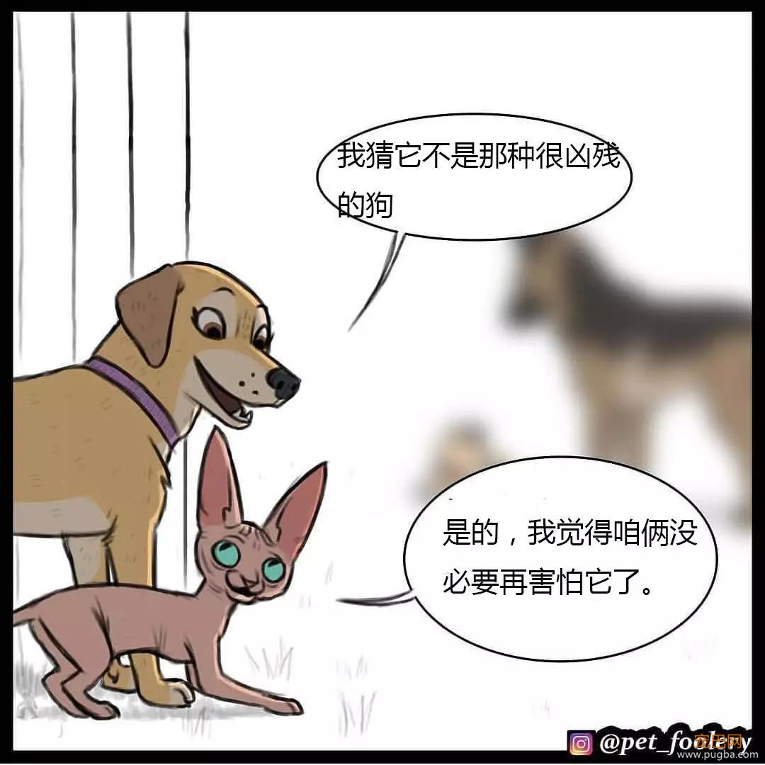 退役军犬和大眼萌猫的故事，续集来了！-77.jpg