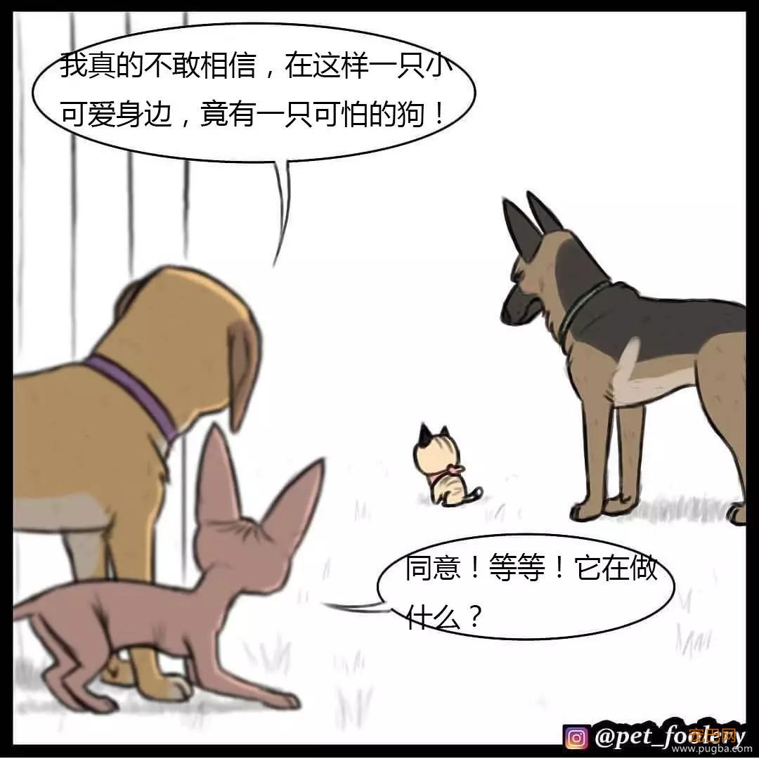 退役军犬和大眼萌猫的故事，续集来了！-75.jpg