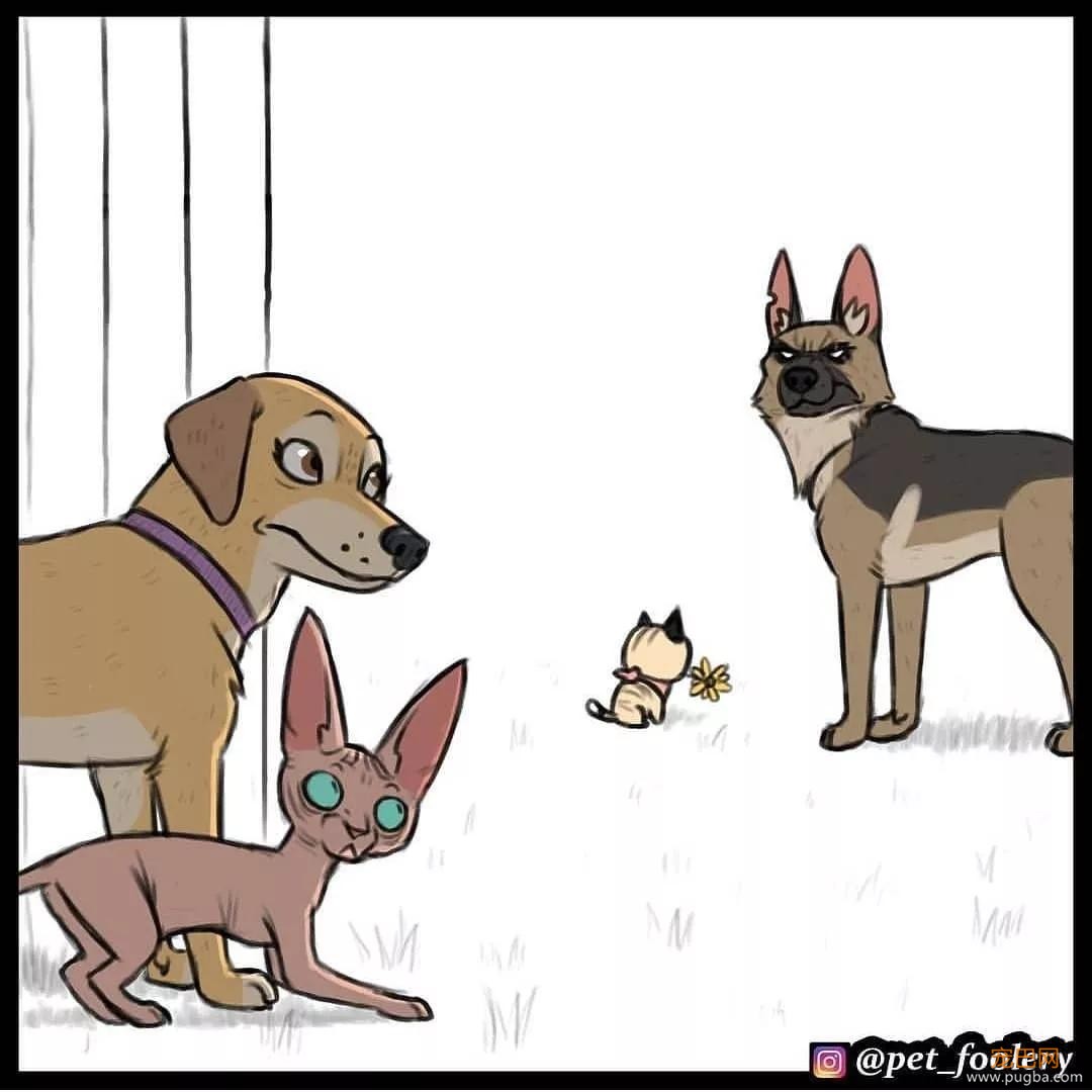 退役军犬和大眼萌猫的故事，续集来了！-78.jpg