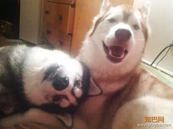 狗狗之间的亲情和友情，温馨得让人感动！-4.jpeg