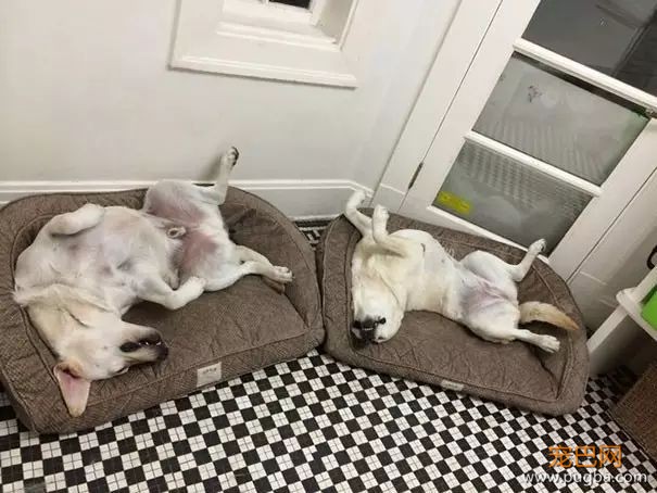 狗狗之间的亲情和友情，温馨得让人感动！-3.jpeg