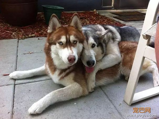 狗狗之间的亲情和友情，温馨得让人感动！-13.jpeg