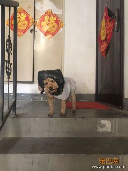 姥姥担心狗狗淋雨，就自制了一套雨衣，结果狗砸疑惑了...-2.jpeg