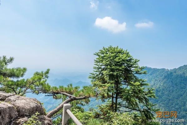 无漂流不夏天！快带狗子来天目山避暑~-2.jpeg