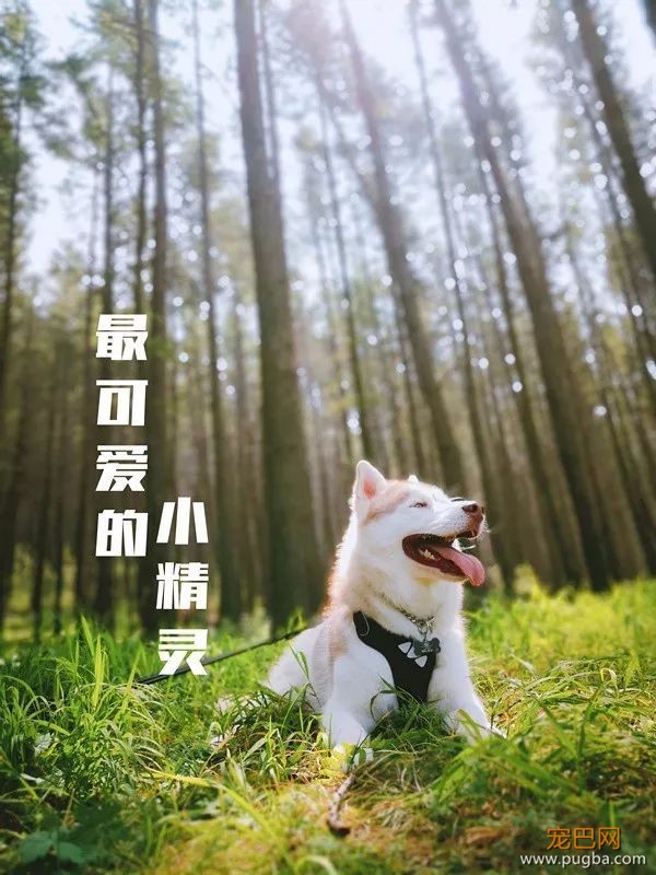 无漂流不夏天！快带狗子来天目山避暑~-7.jpeg