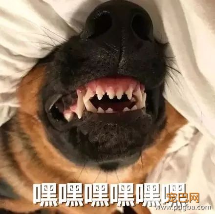 主人本以为家里的德牧是只非常靠谱的狗，直到……-8.jpeg