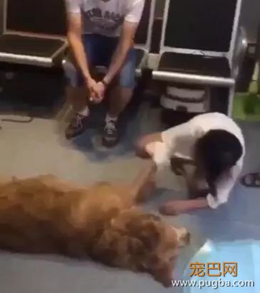 金毛洗完澡后在太阳下想晒干毛，竟被活活晒死！-1.jpeg