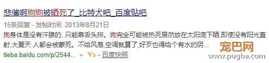 金毛洗完澡后在太阳下想晒干毛，竟被活活晒死！-3.jpeg