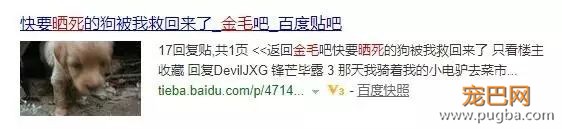 金毛洗完澡后在太阳下想晒干毛，竟被活活晒死！-6.jpeg