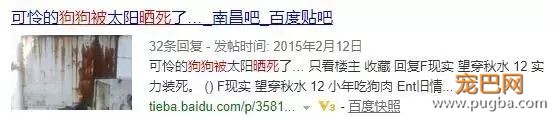 金毛洗完澡后在太阳下想晒干毛，竟被活活晒死！-4.jpeg
