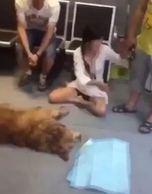 金毛洗完澡后在太阳下想晒干毛，竟被活活晒死！-2.jpeg