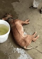 金毛洗完澡后在太阳下想晒干毛，竟被活活晒死！-10.gif
