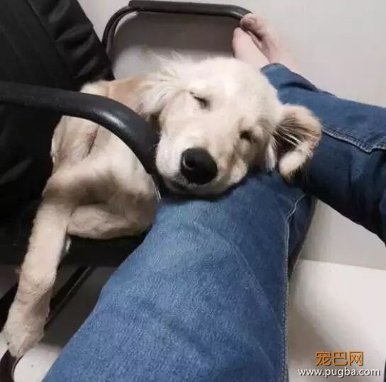 金毛洗完澡后在太阳下想晒干毛，竟被活活晒死！-12.jpeg
