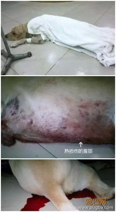 金毛洗完澡后在太阳下想晒干毛，竟被活活晒死！-14.jpeg