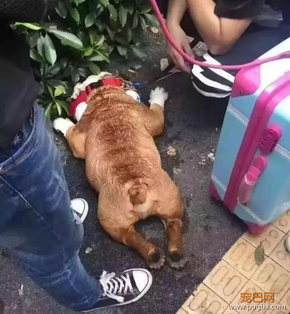 金毛洗完澡后在太阳下想晒干毛，竟被活活晒死！-15.jpeg