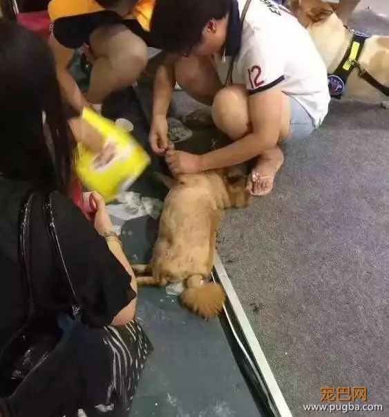 金毛洗完澡后在太阳下想晒干毛，竟被活活晒死！-16.jpeg