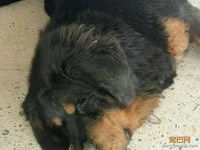 金毛洗完澡后在太阳下想晒干毛，竟被活活晒死！-18.jpeg