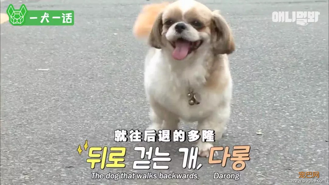 越了解狗狗，越觉得自己配不上它们-4.jpeg