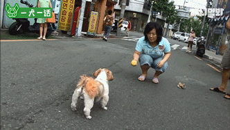 越了解狗狗，越觉得自己配不上它们-3.gif