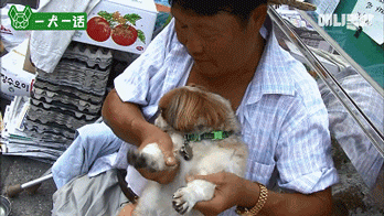 越了解狗狗，越觉得自己配不上它们-5.gif