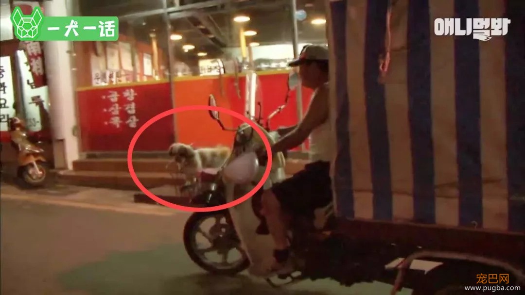 越了解狗狗，越觉得自己配不上它们-10.jpeg