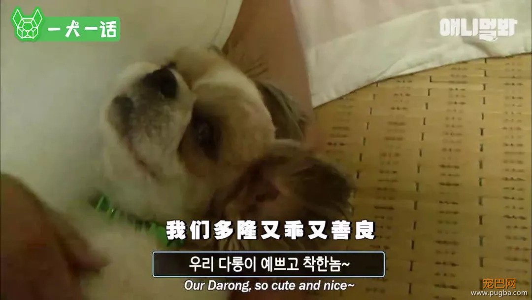 越了解狗狗，越觉得自己配不上它们-13.jpeg